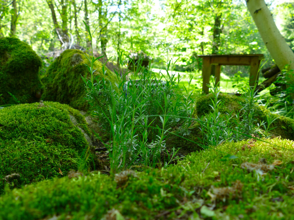 FELSEN_LAVENDEL