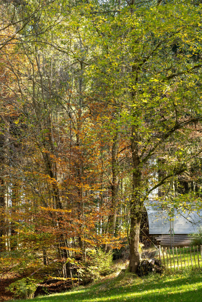 Birken_Blick_auf_Sauna2 Herbstblick auf Sauna